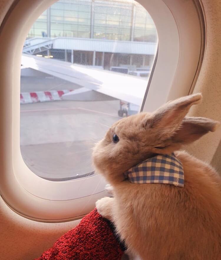 bunny travel airplane flying